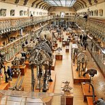 Gallery of Paleontology
