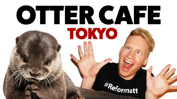 Otter Cafe in Tokyo at Harry Zoo Harajuku