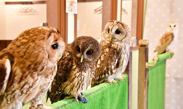 Owl Cafe