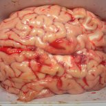 Eating Cow Brains