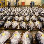 Tsukiji Fish Market