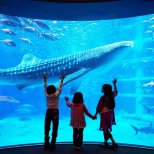 Osaka Aquarium Kaiyukan