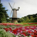 Dutch Windmill