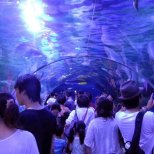 Shinagawa Aquarium