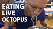Photo Thumbnail of Eating Live Octopus in Korea