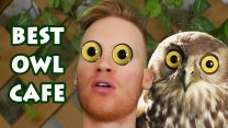 Photo Thumbnail of Best Owl Cafe in Tokyo