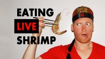 Photo Thumbnail of Eating Live Shrimp in Shanghai