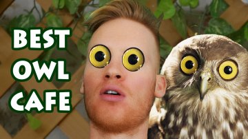 Best Owl Cafe in Tokyo