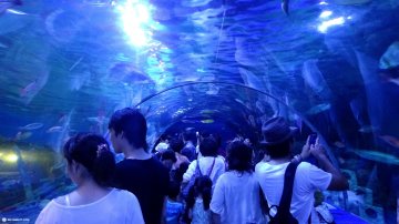 Best Dolphin Show at Shinagawa Aquarium in Tokyo