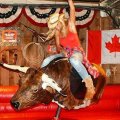 Rock n Horse