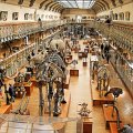 Gallery of Paleontology