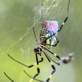 Joro Spiders
