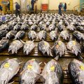 Tsukiji Fish Market