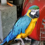 Yuen Po Bird Garden