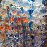 Goldfish Market