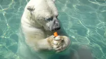 Photo Thumbnail of Toronto Zoo Is The Largest Zoo In Canada Covering 710 Acres